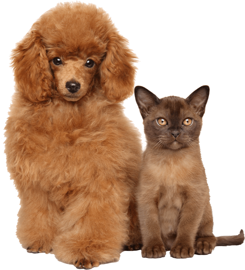 International Pet Travel Assistant Visa for Puppy