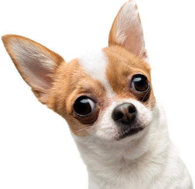 International Pet Travel Assistant Visa for Puppy