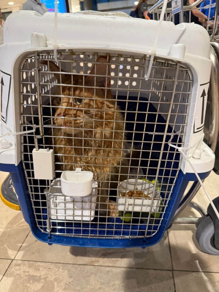 International Pet Travel Assistant Our deliveries
