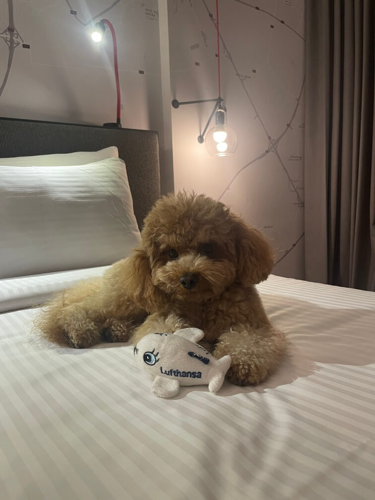 International Pet Travel Assistant Our deliveries