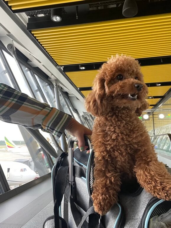 International Pet Travel Assistant Our deliveries