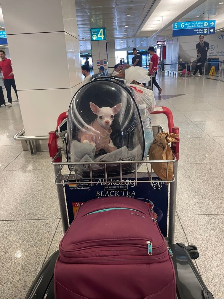 International Pet Travel Assistant Our deliveries